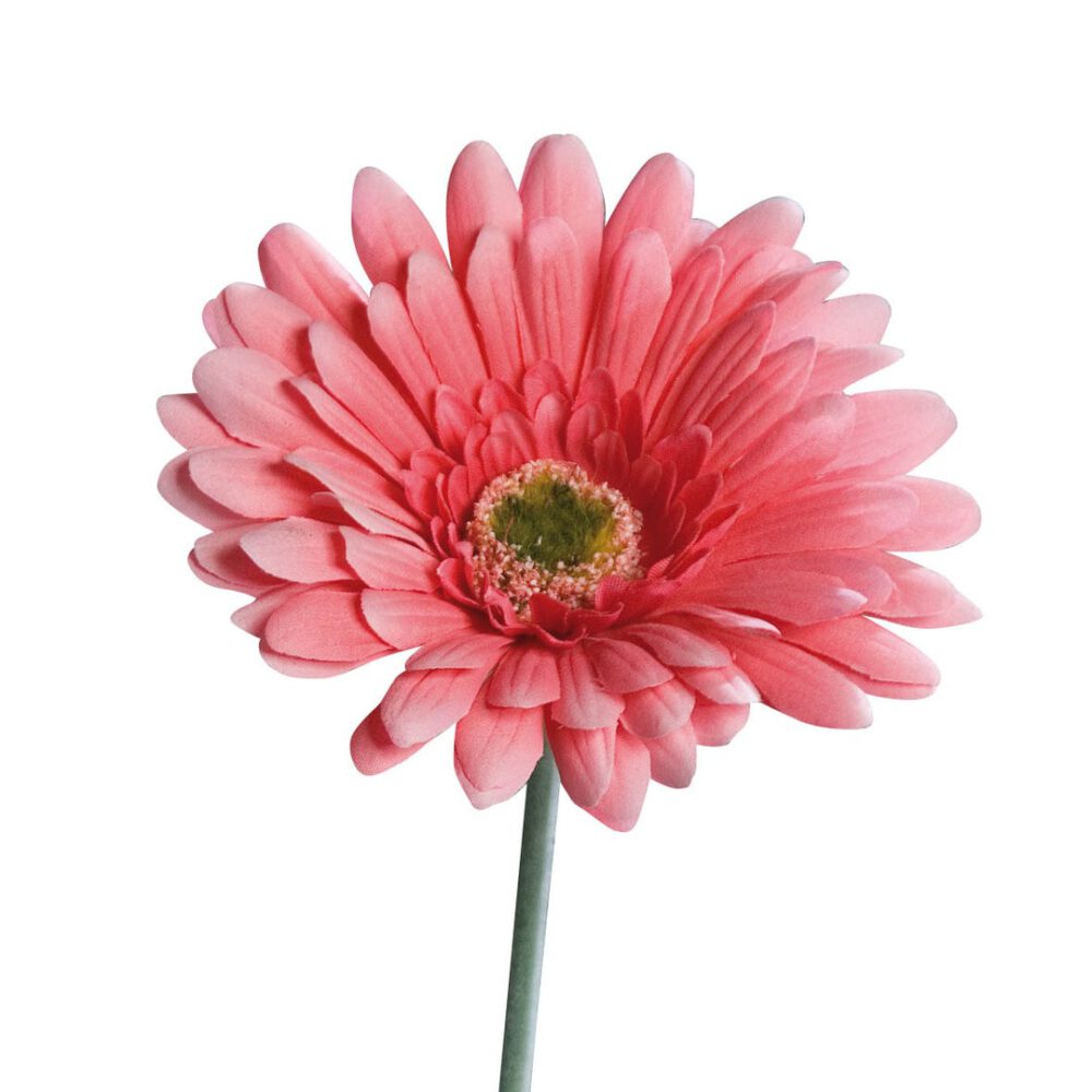 gerbera rosa