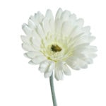 gerbera weiß