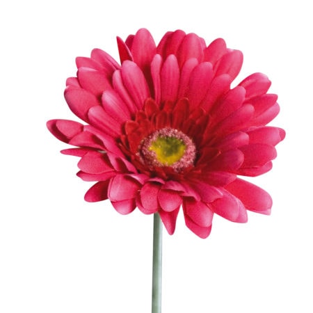 gerbera pink