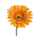 gerbera orange