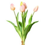 tulpen