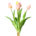 tulpen