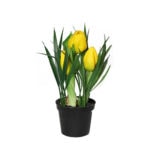 tulpen im topf