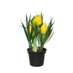 tulpen im topf