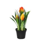 tulpen im topf