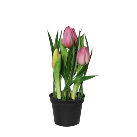 tulpen im topf