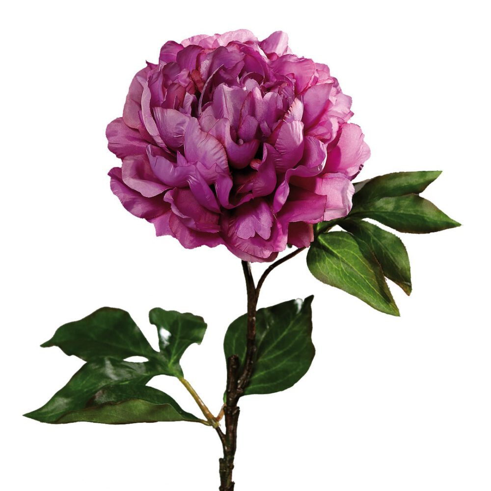 pfingstrose dunkles fuchsia