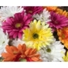 gerbera orange