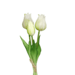 tulpen weiß