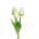tulpen weiß