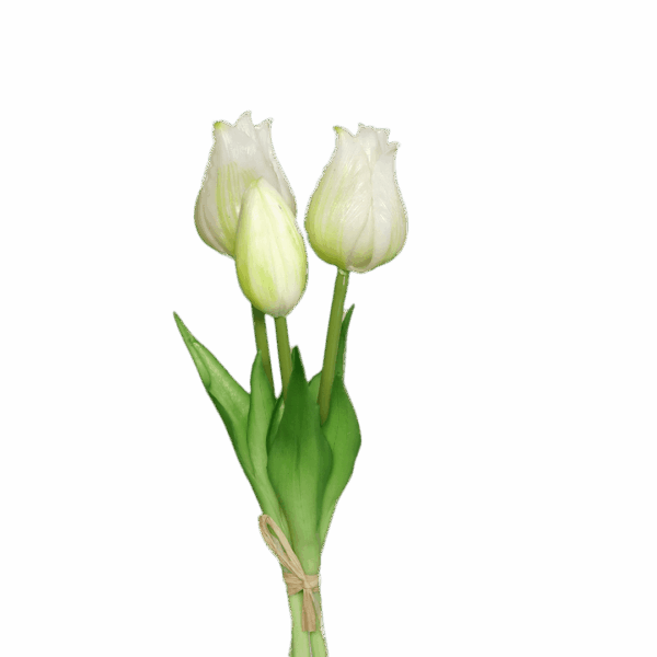 tulpen weiß