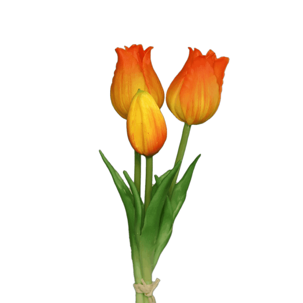 tulpen gelb-orange