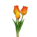 tulpen gelb-orange