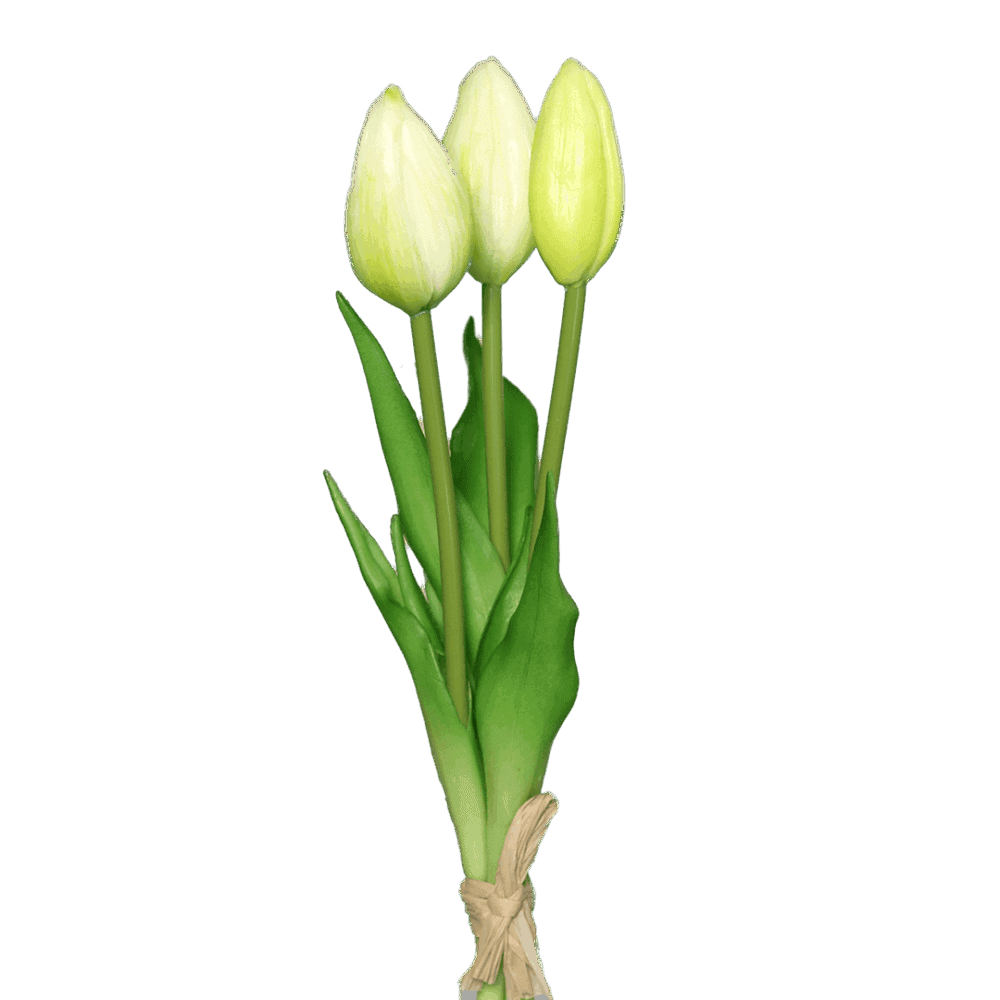tulpen weiß
