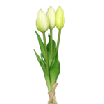tulpen weiß