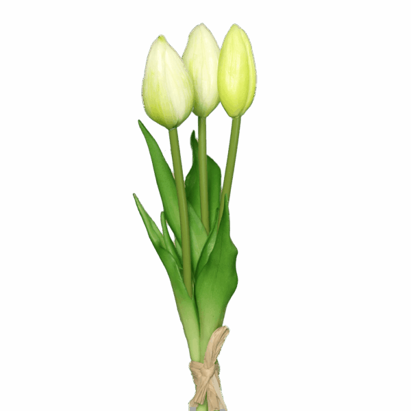 tulpen weiß