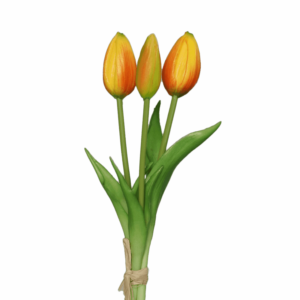 tulpen gelb-orange