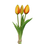 tulpen gelb-orange