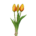 tulpen gelb-orange
