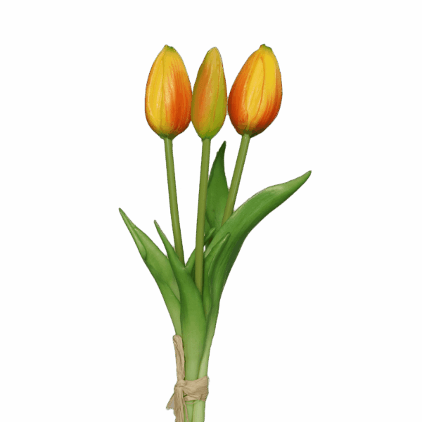 tulpen gelb-orange