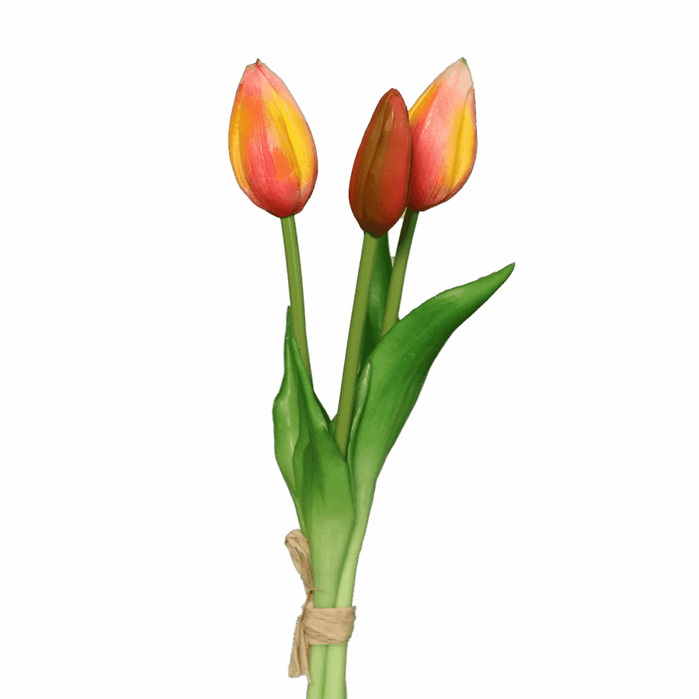 tulpen rosa