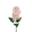 flieder