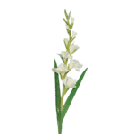 gladiole