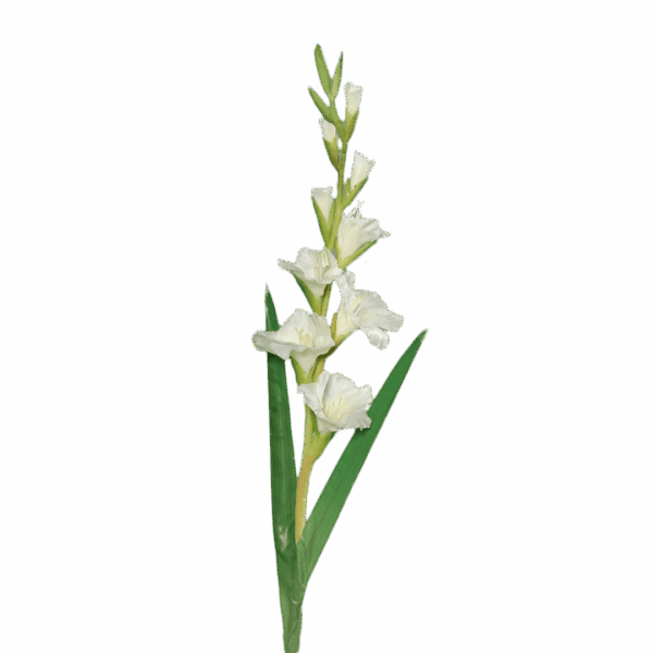 gladiole
