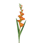 gladiole