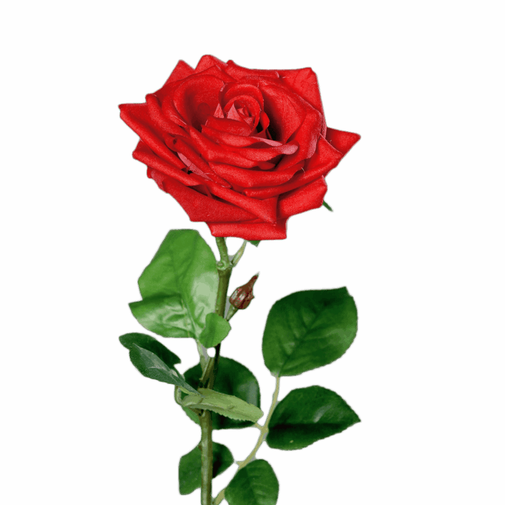 rose rot
