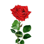 rose rot