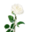 rose weiß