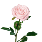 rose rosa-weiß