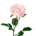 rose rosa-weiß