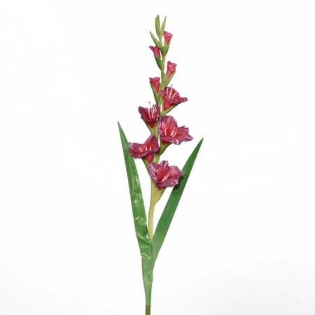 gladiole