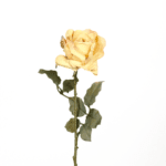 rose, gelb