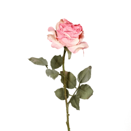 rose, rosé