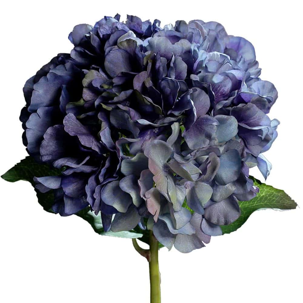 hortensie, dunkelblau