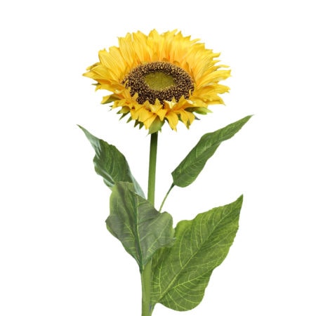 sonnenblume