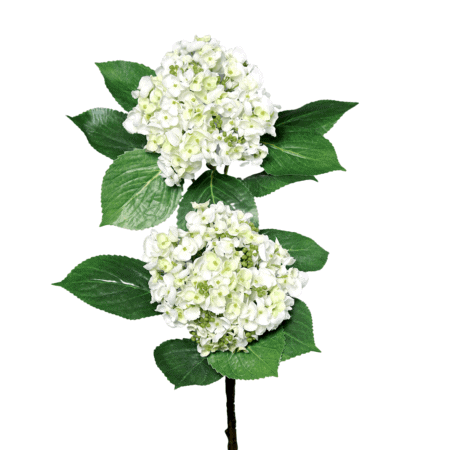 hortensie, creme