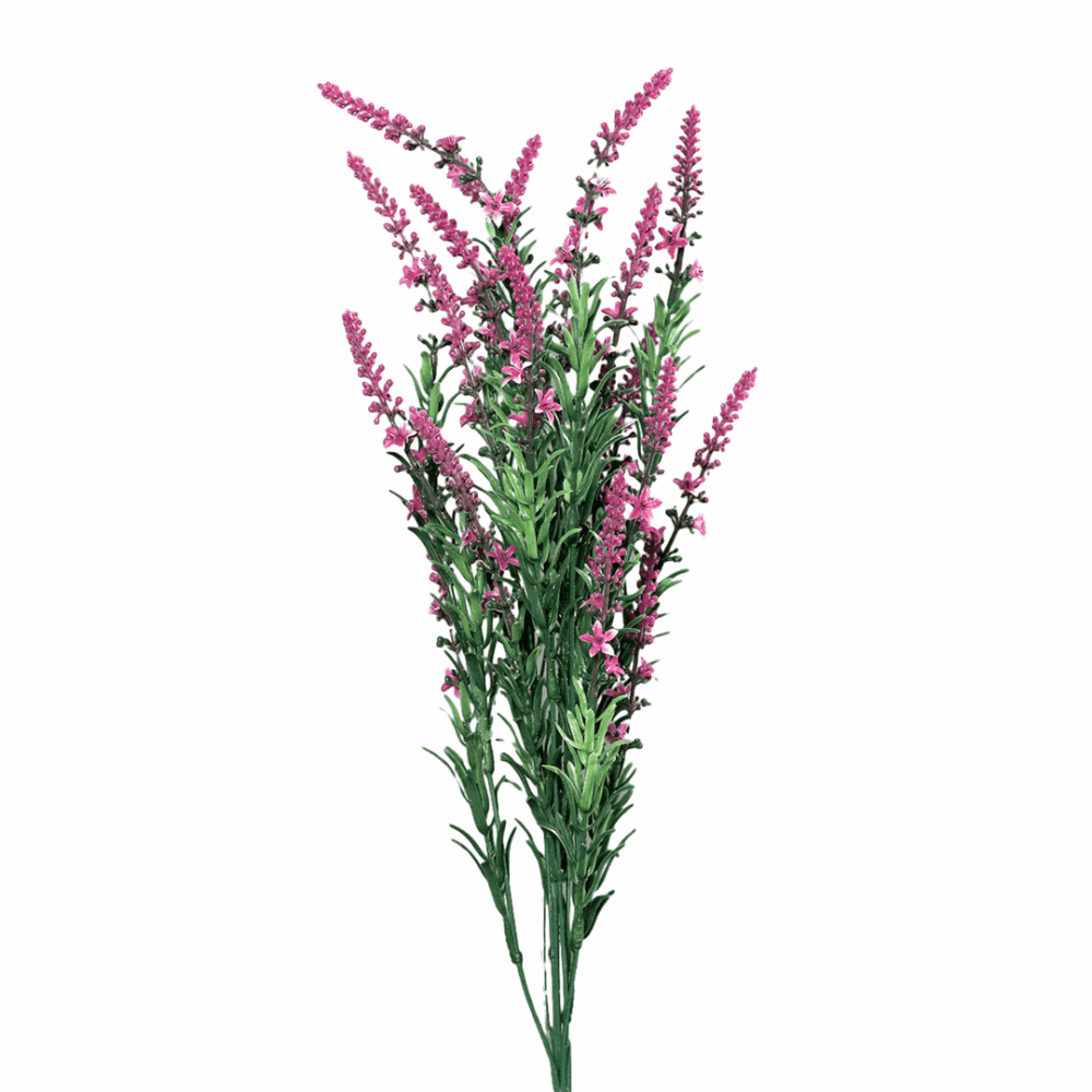 strauß veronica, dunkles pink