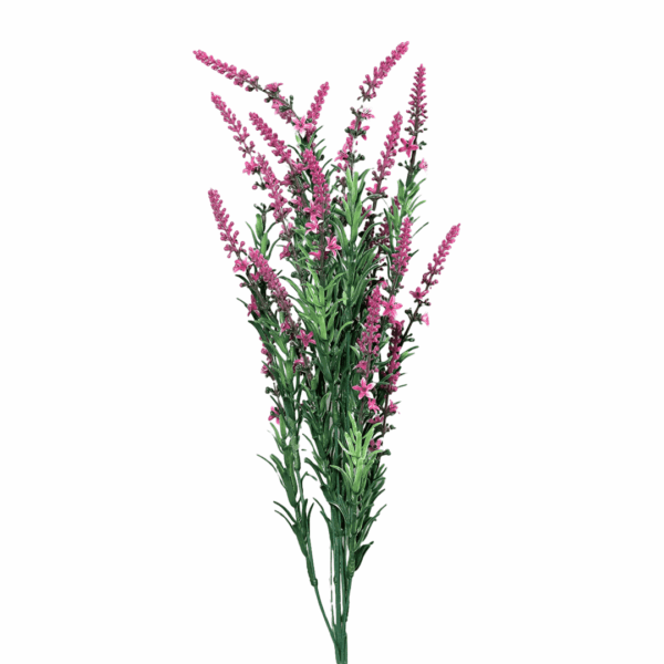 strauß veronica, dunkles pink