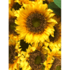 sonnenblume