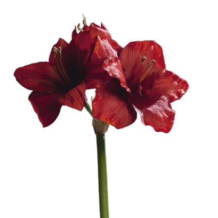 amaryllis