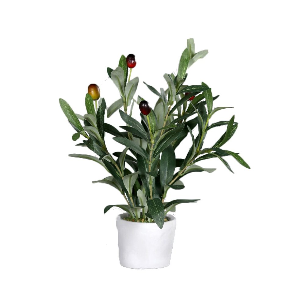 olivenbaum im steintopf