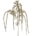 amaranthus champagner