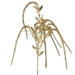 amaranthus gold