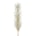 pinus champagner
