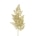 monilophyta l gold
