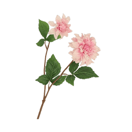 daan kromhout dahlie weiß, 60cm (kopie)